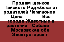 Продам щенков Тайского Риджбека от родителей Чемпионов › Цена ­ 30 000 - Все города Животные и растения » Собаки   . Московская обл.,Электрогорск г.